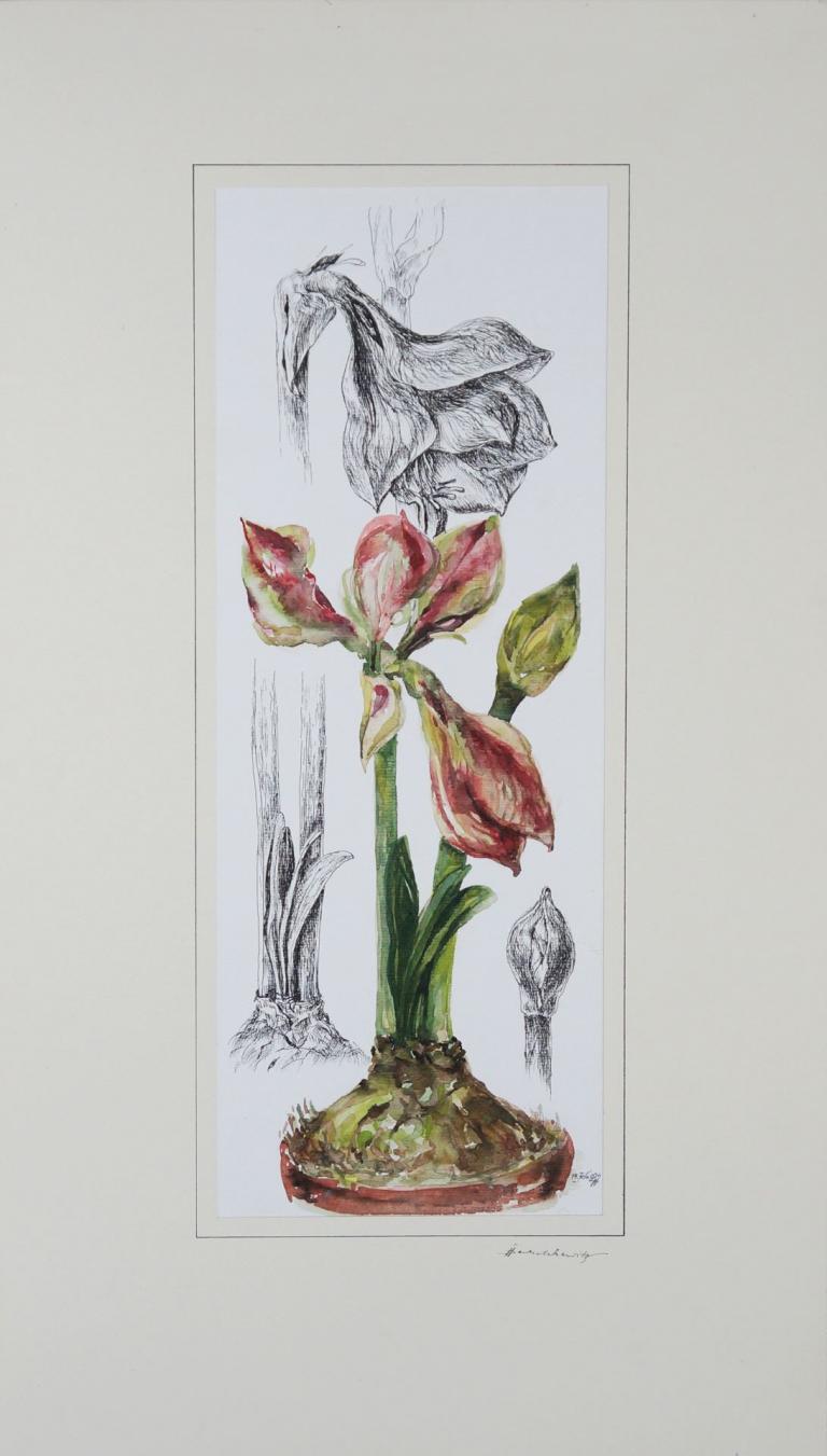 Amaryllis (14. Februar 2002)